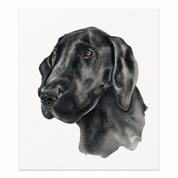 Hand-painted watercolor portrait of a black Great Dane on textured watercolor paper